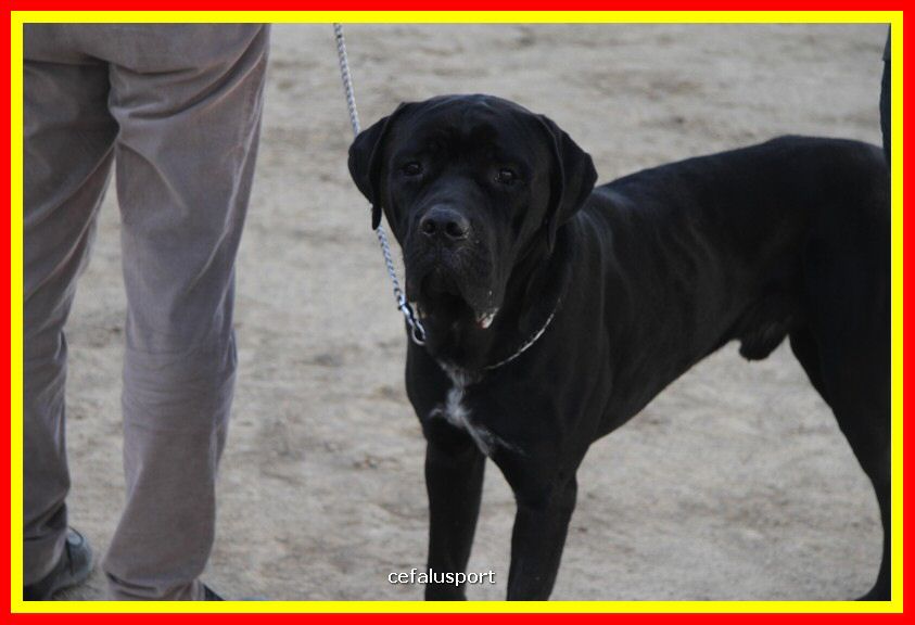 180311 mostra_canina 049.jpg